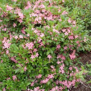 AZALEA VISCOSUM `PINK AND SWEET`