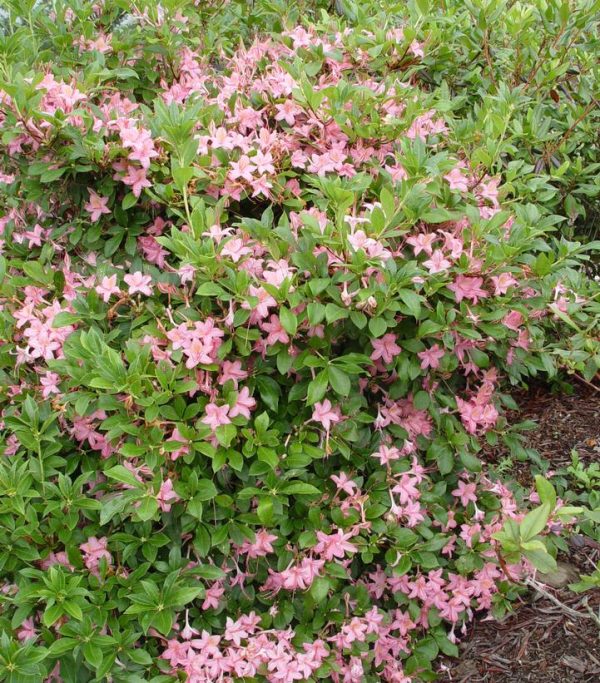 AZALEA VISCOSUM `PINK AND SWEET`