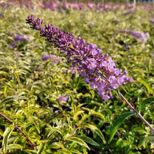 BUDDLEIA `SUMMER SKIES`