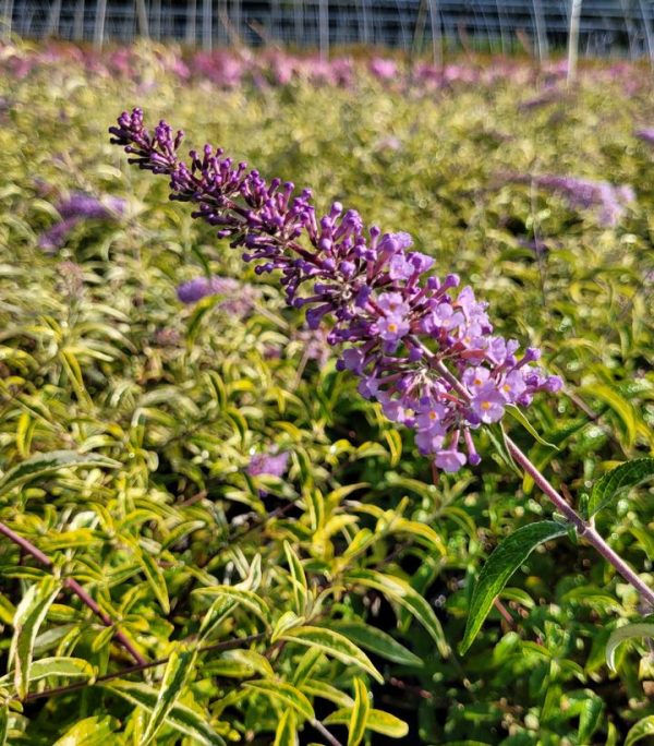 BUDDLEIA `SUMMER SKIES`