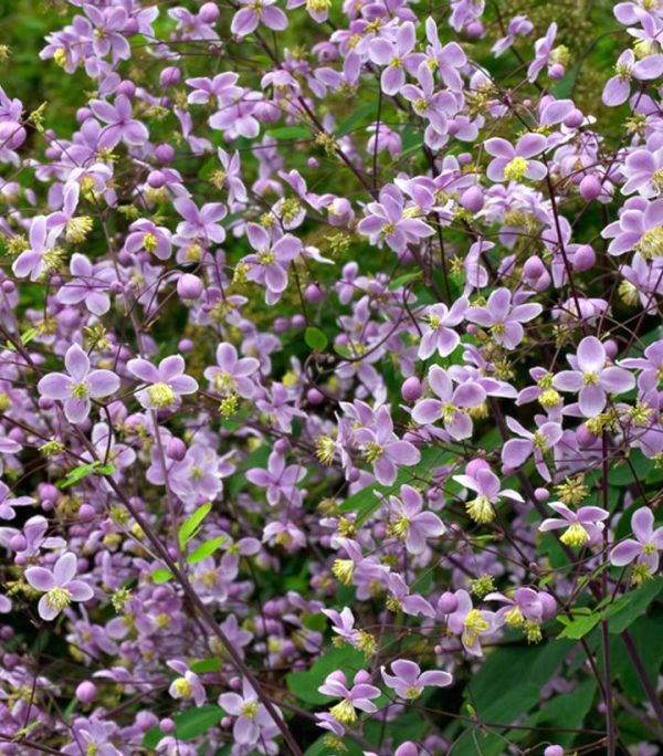 THALICTRUM ROCHEBRUNIANUM