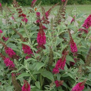 BUDDLEIA X `MISS MOLLY`