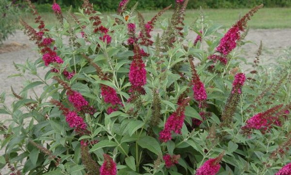 BUDDLEIA X `MISS MOLLY` - NET