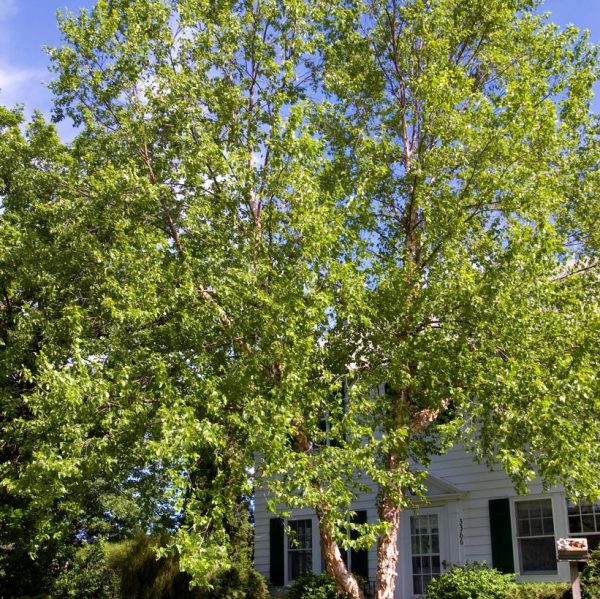 BETULA NIGRA `HERITAGE` - CLUMP