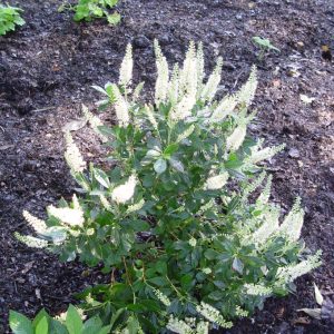 CLETHRA ALNIFOLIA