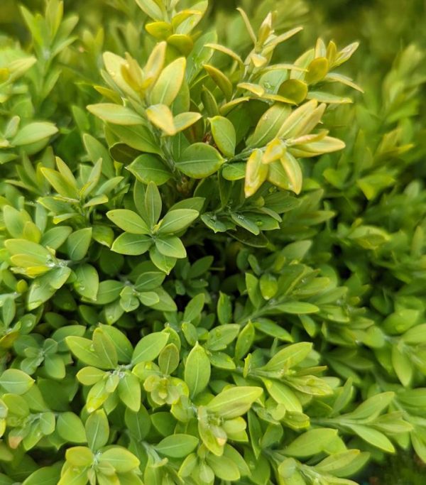 BUXUS MICRO. JAP. `GREEN GEM`