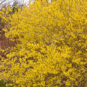 FORSYTHIA X `MEADOWLARK`