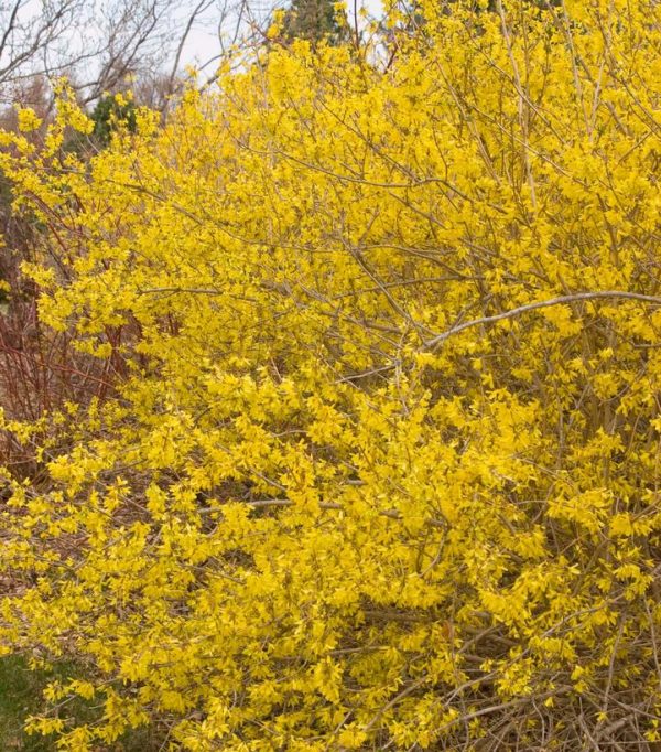 FORSYTHIA X `MEADOWLARK`