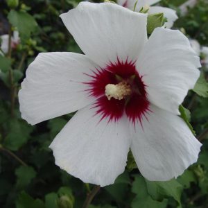 HIBISCUS SYRIACUS `RED HEART`