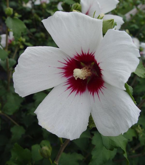 HIBISCUS SYRIACUS `RED HEART`