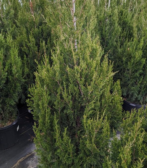 JUNIPERUS CHINENSIS `SPARTAN`