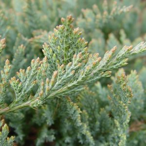 JUNIPERUS HORIZONTALIS `BLUE CHIP`