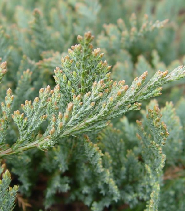 JUNIPERUS HORIZONTALIS `BLUE CHIP`