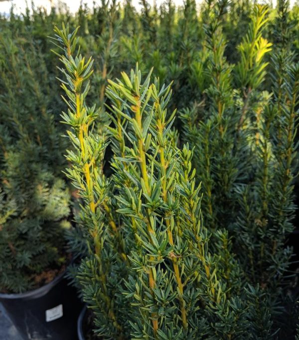 TAXUS X MEDIA `HICKSII`