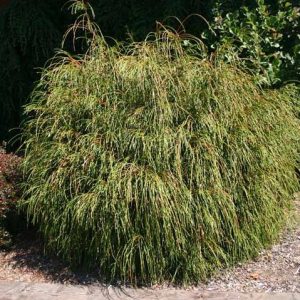 THUJA PLICATA `WHIPCORD`