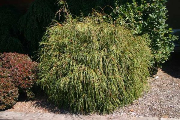 THUJA PLICATA `WHIPCORD`