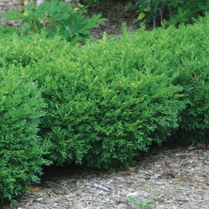 BUXUS `FRANKLIN`S GEM`