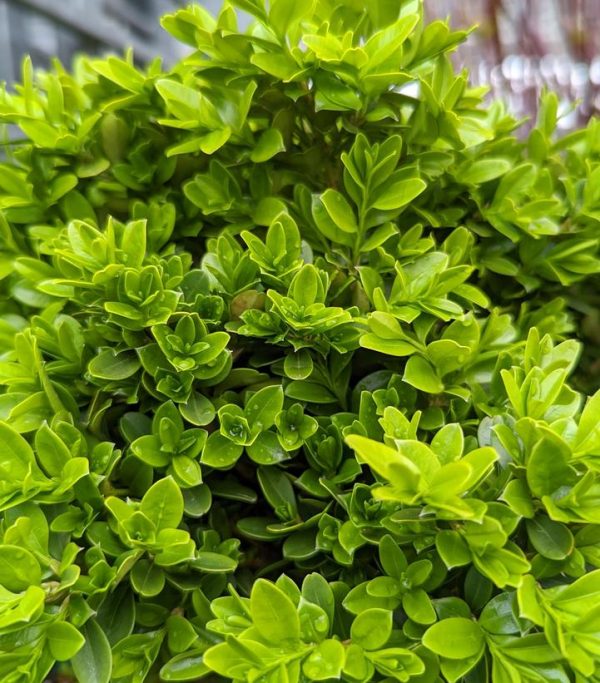 BUXUS MICRO. `TIDE HILL`