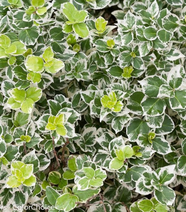 EUONYMUS FORTUNEI `WHITE ALBUM`