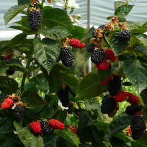 RUBUS PRIME ARK `FREEDOM`