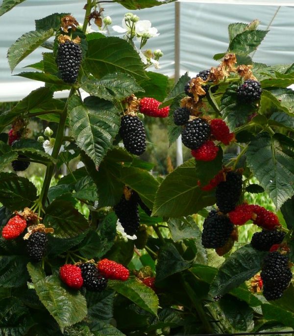 RUBUS PRIME ARK `FREEDOM`
