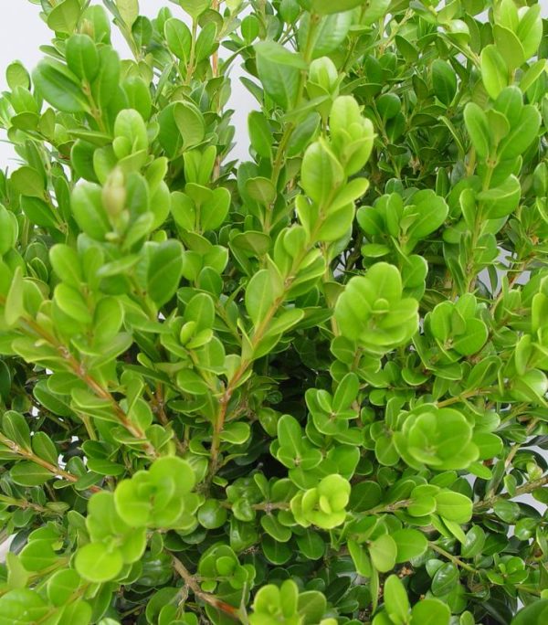 BUXUS MICRO. `WINTER GEM`