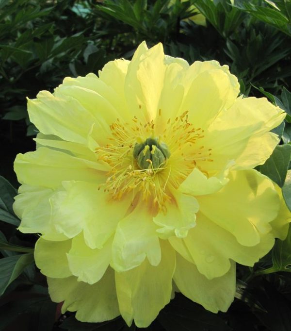 PAEONIA ITOH `BARTZELLA`