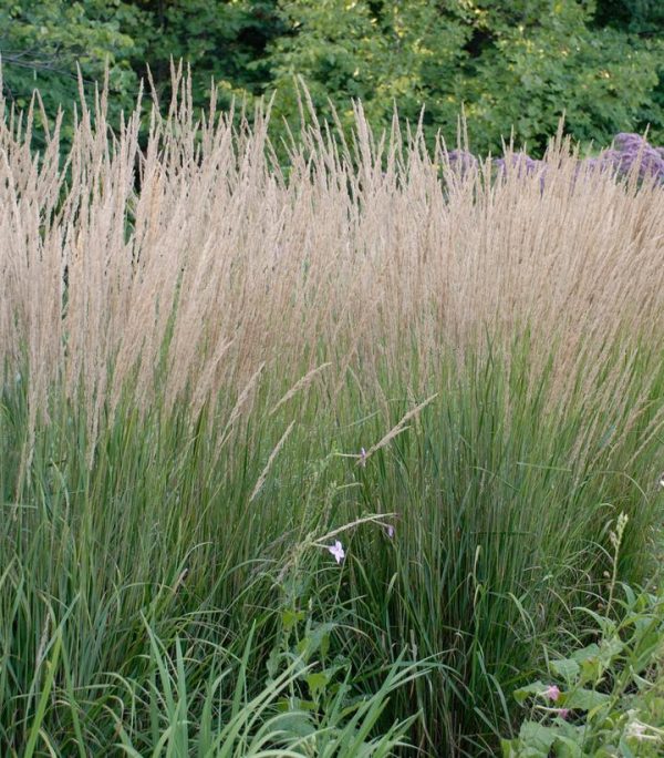 CALAMAGROSTIS ARUNDINACEA `KARL FOERSTER`