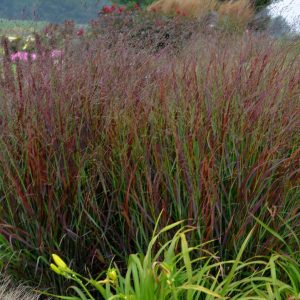 PANICUM PRAIRIE WINDS `CHEYENNE SKY`