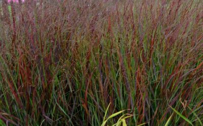 Cheyenne Sky Switchgrass