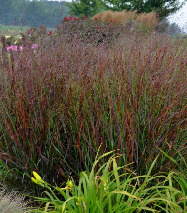 PANICUM PRAIRIE WINDS `CHEYENNE SKY`
