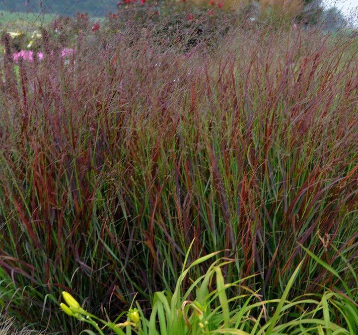 Cheyenne Sky Switchgrass