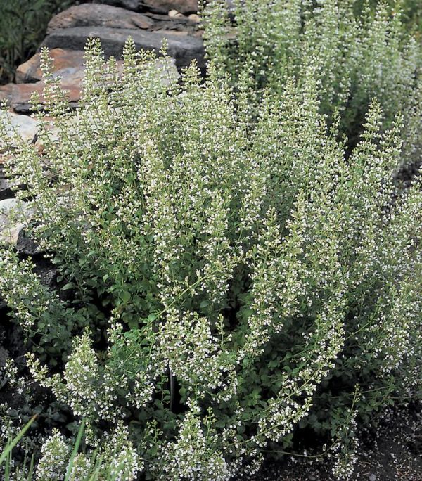 CALAMINTHA NEPETA SSP. NEPETA