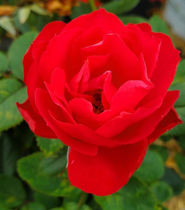 ROSA `OSO EASY DOUBLE RED`