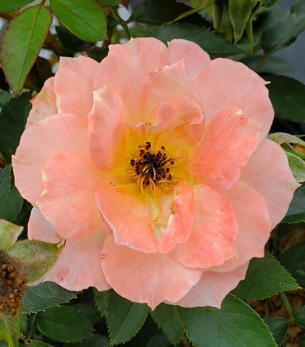 ROSA `OSO EASY ITALIAN ICE`