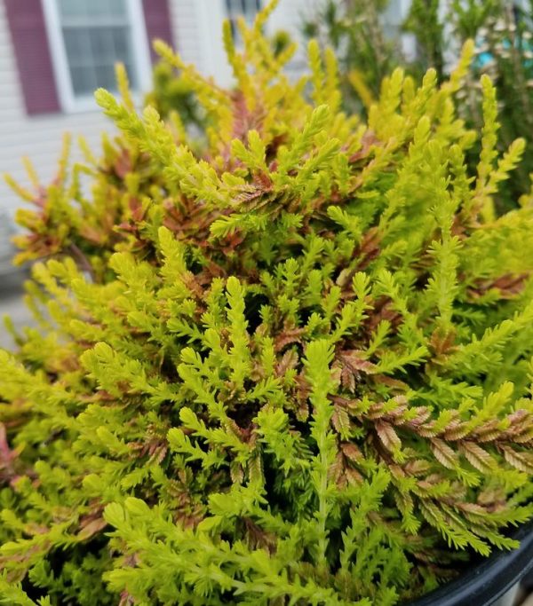 CALLUNA VULGARIS `CARNIVAL`