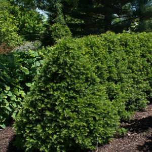 TAXUS CUSPIDATA `CAPTAIN`