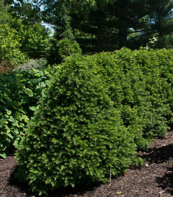 TAXUS CUSPIDATA `CAPTAIN`