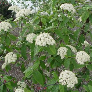 VIBURNUM X PRAGENSE