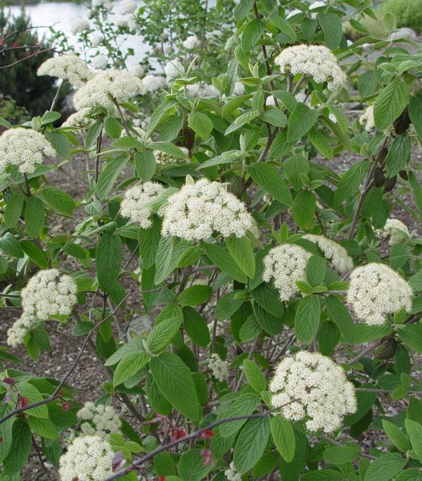 VIBURNUM X PRAGENSE