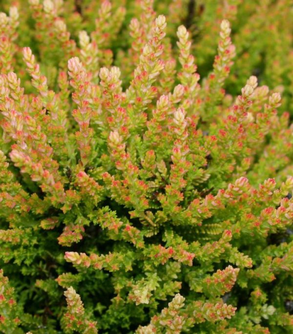 CALLUNA VULGARIS `WINTER CHOCOLATE`