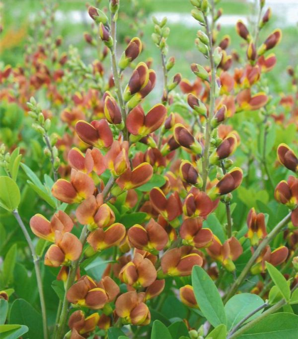 BAPTISIA DECADENCE `CHERRIES JUBILEE`