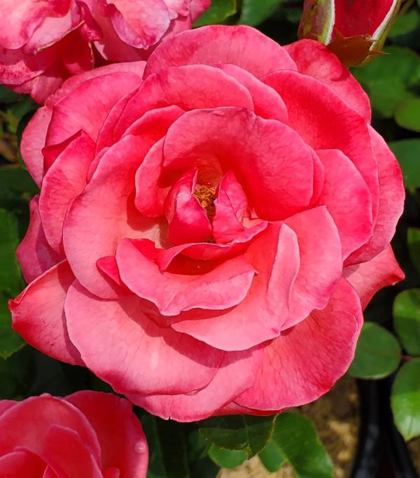 ROSA EE `GRANDMAS BLESSING`