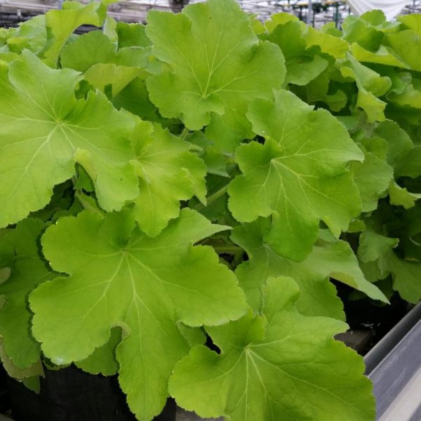 HEUCHERA `GUACAMOLE`