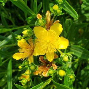 HYPERICUM KALM V ERECTUM `GEMO`