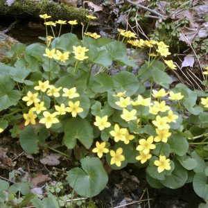 CALTHA PALUSTRIS