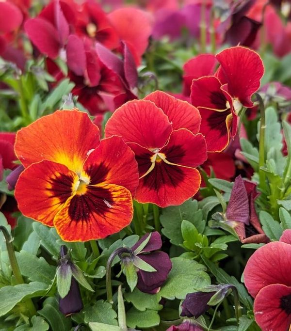 VIOLA `PENNY RED BLOTCH`