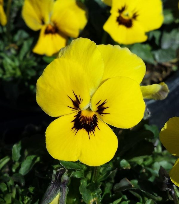 VIOLA `PENNY YELLOW BLOTCH`