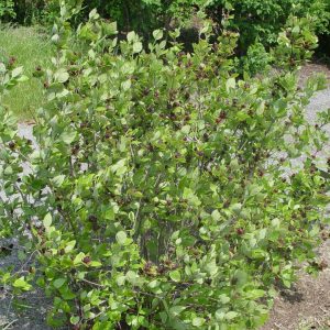 CALYCANTHUS FLORIDUS