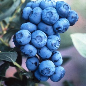 VACCINIUM CORYMBOSUM `DUKE`